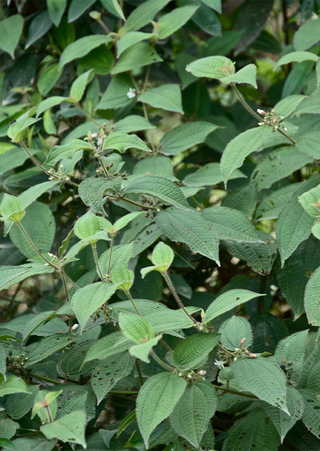 Kandungan Senggani Bulu