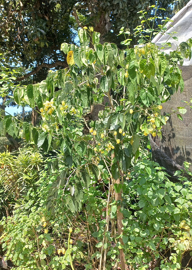 Kandungan Senna