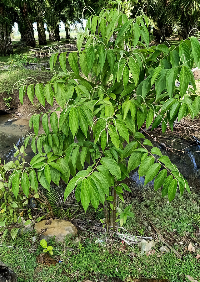 Kandungan Sirih Hutan