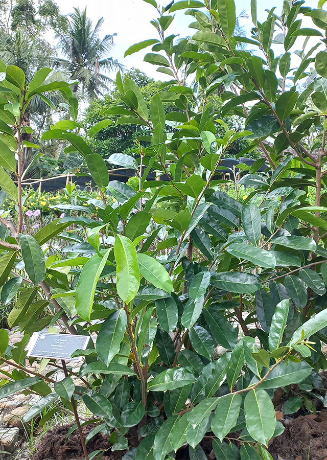 Ramuan Sirsak Gundul