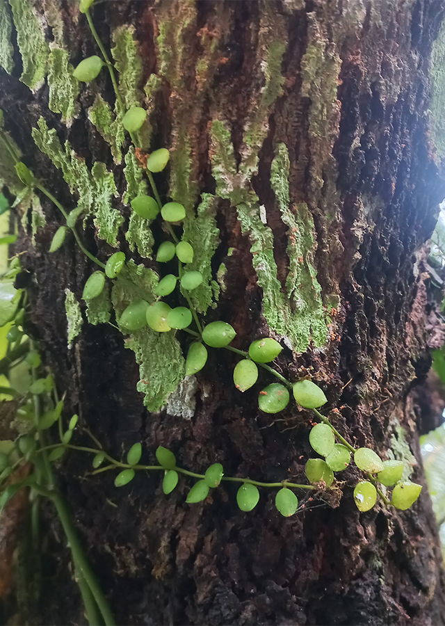 Kandungan Sisik Naga Bulat