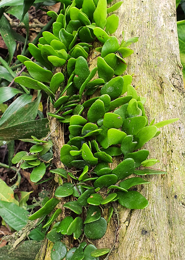 Ramuan Sisik Naga