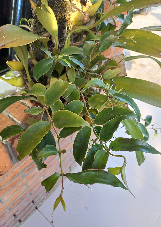 Ramuan Situndal Gara