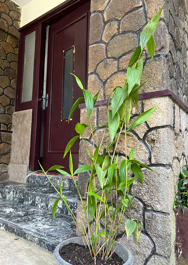 Kandungan Sobralia