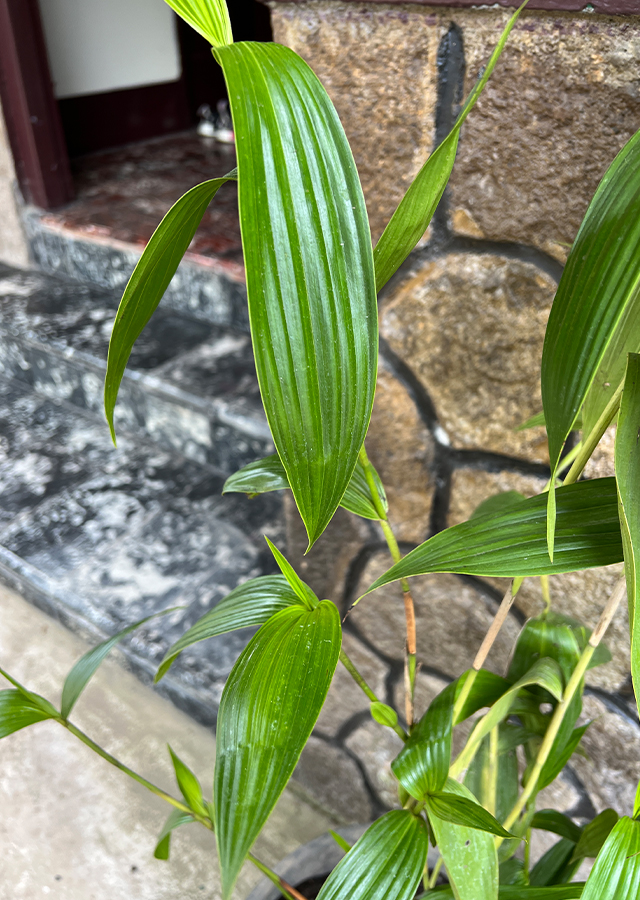 Kandungan Sobralia