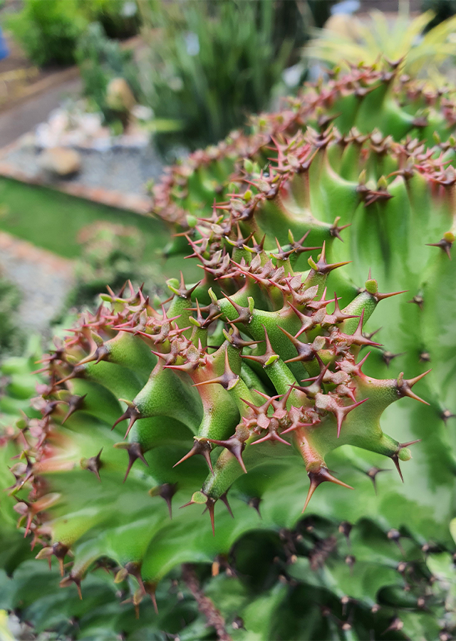 Kandungan Spurge Antik
