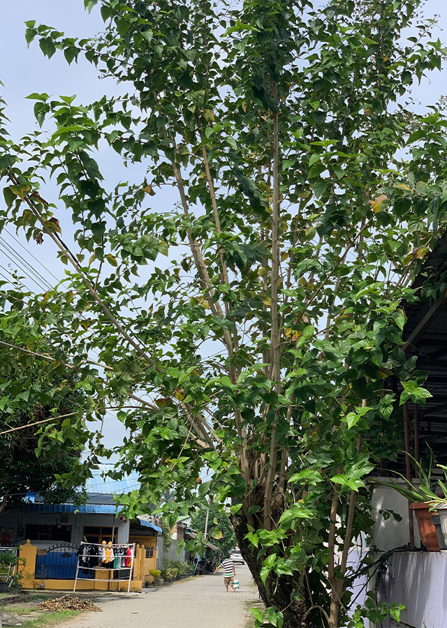 Kandungan Sri Gading