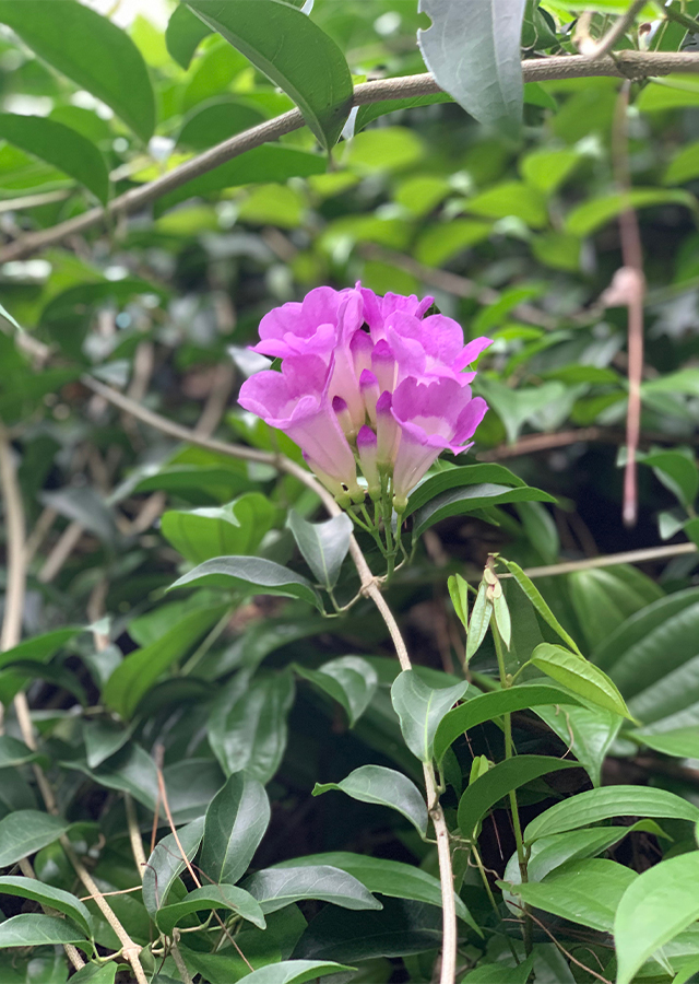 Ramuan Stepanot Ungu