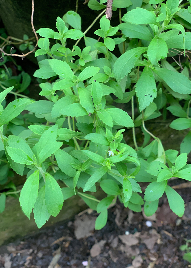 Ramuan Stevia