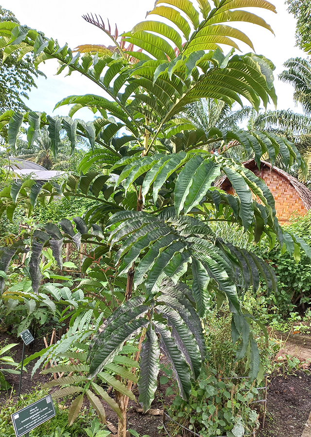 Kandungan Sungkai
