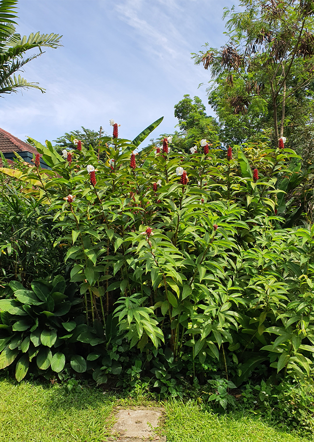 Kandungan Tabar-Tabar