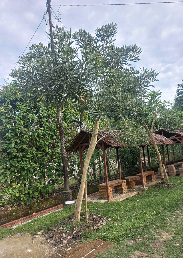 Kandungan Tabebuia Bunga Kuning