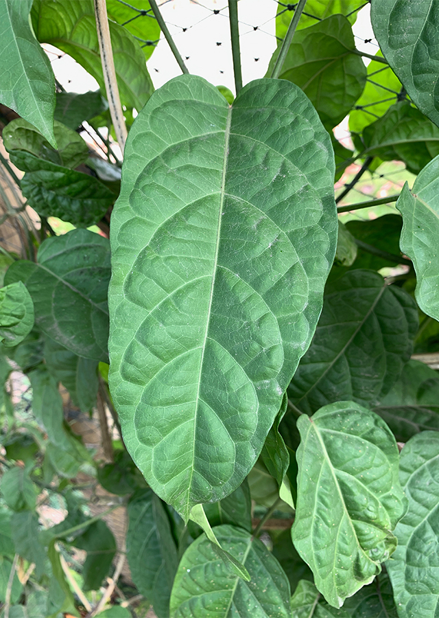 Ramuan Tarum Akar