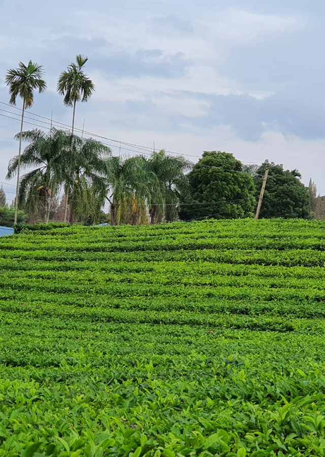 Kandungan Teh