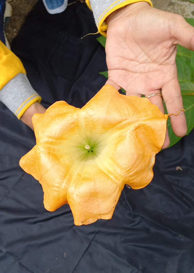 Ramuan Terompet Kuning