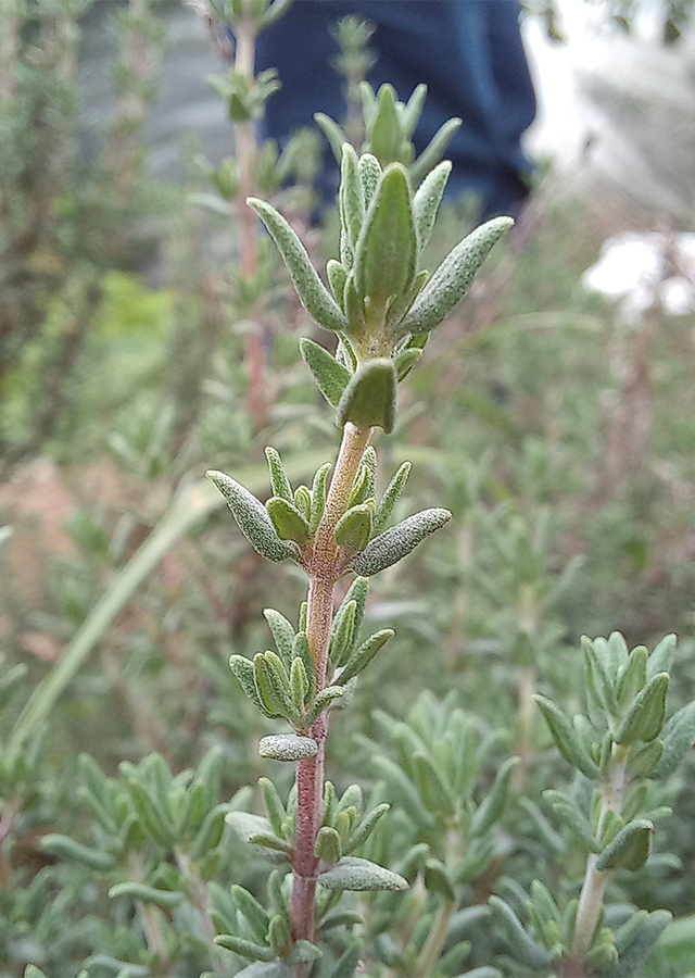 Kandungan Thyme