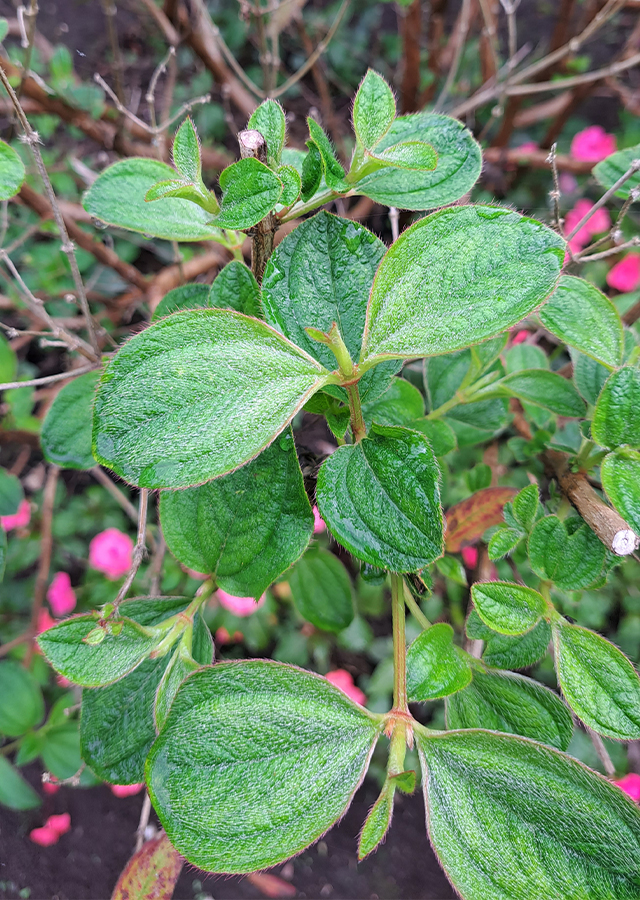 Ramuan Tibouchina