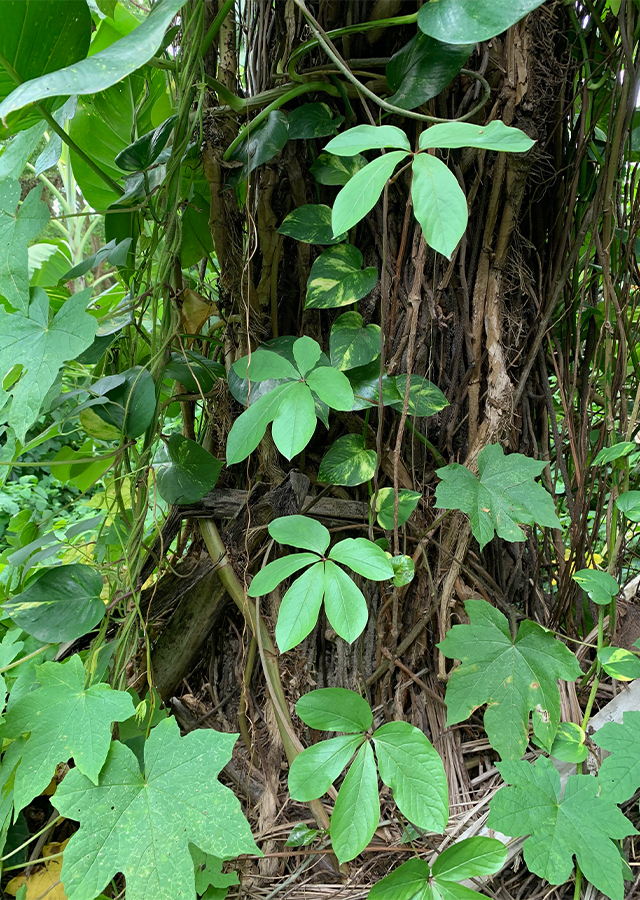 Ramuan Uwi Daun Lima