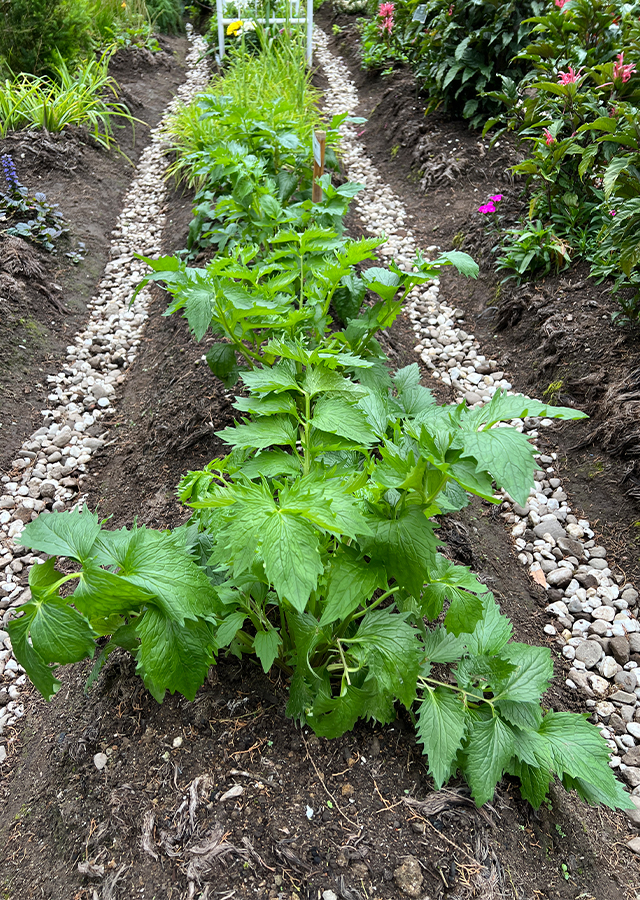 Kandungan Valerian