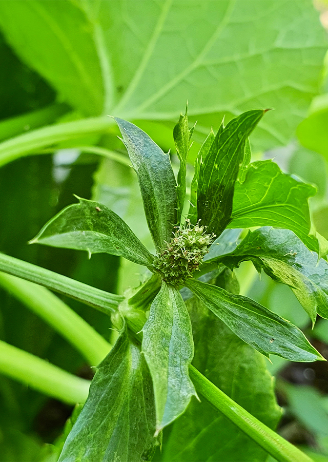Kandungan Walangi