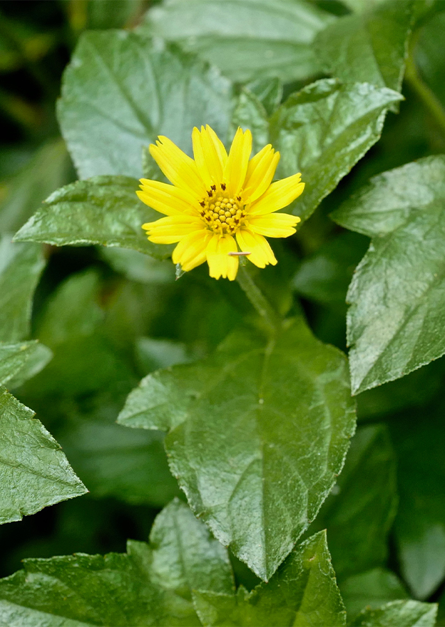Ramuan Wedelia